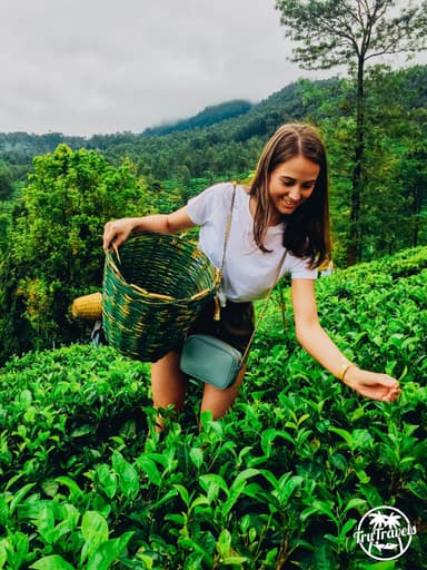Tea Estate - Nuwara Eliya