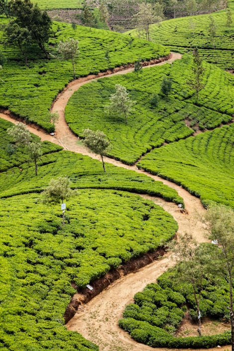 Sri Lanka Tea Plantation